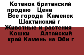 Котенок британский продаю › Цена ­ 3 000 - Все города, Каменск-Шахтинский г. Животные и растения » Кошки   . Алтайский край,Камень-на-Оби г.